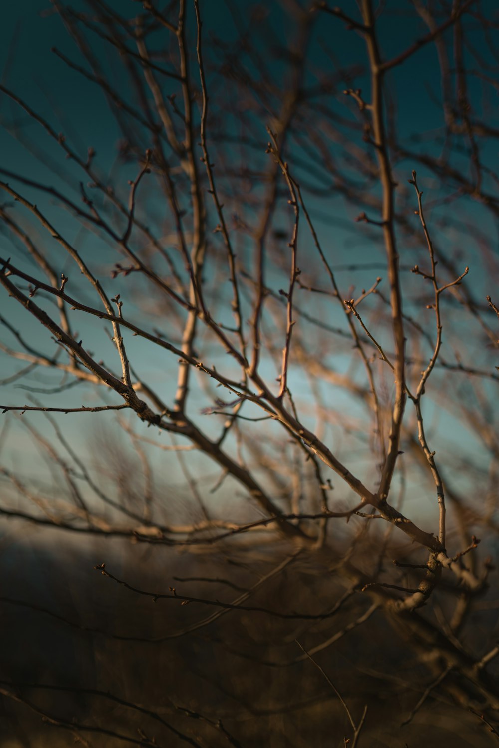 brown leafless tree branch during daytime