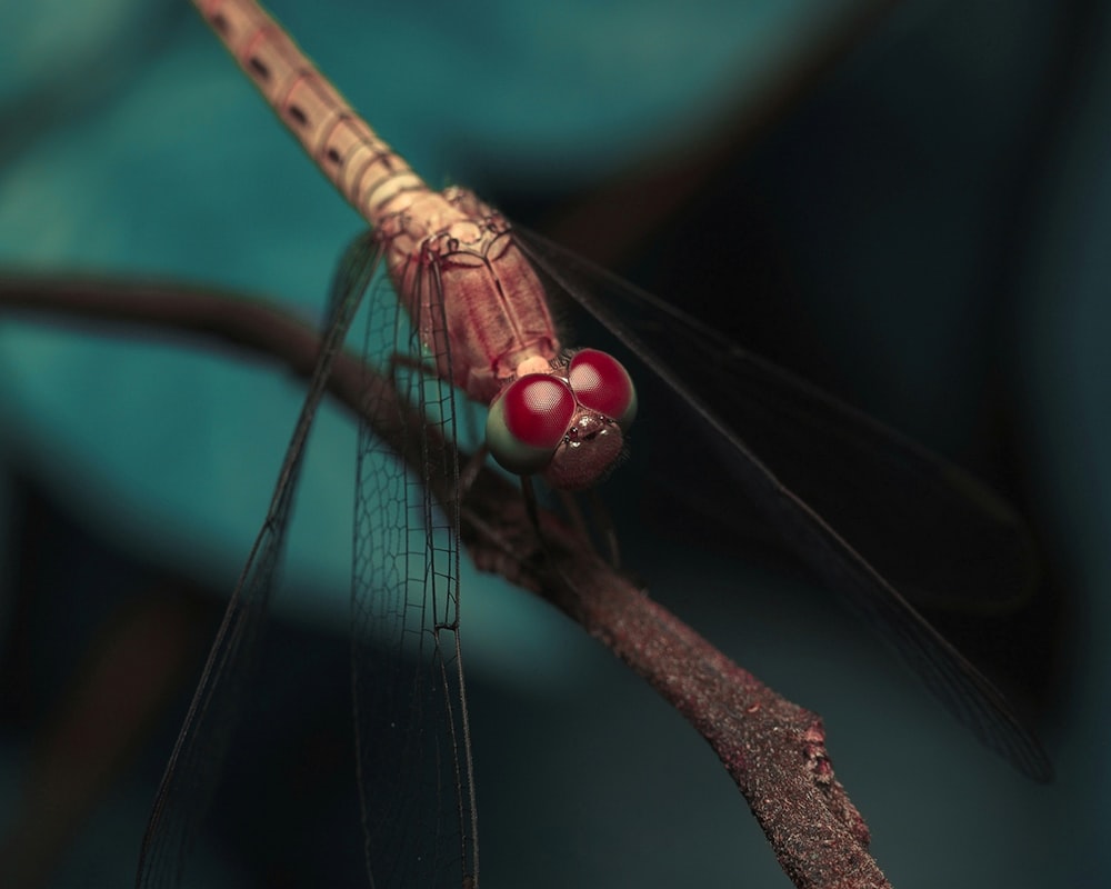 brown and black dragonfly perched on brown stem in close up photography during daytime