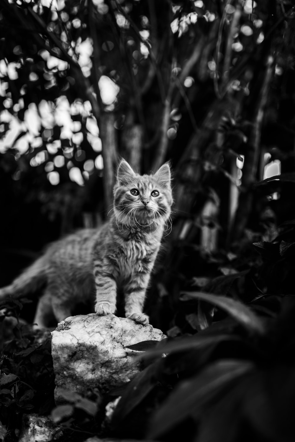 grayscale photo of cat on tree trunk