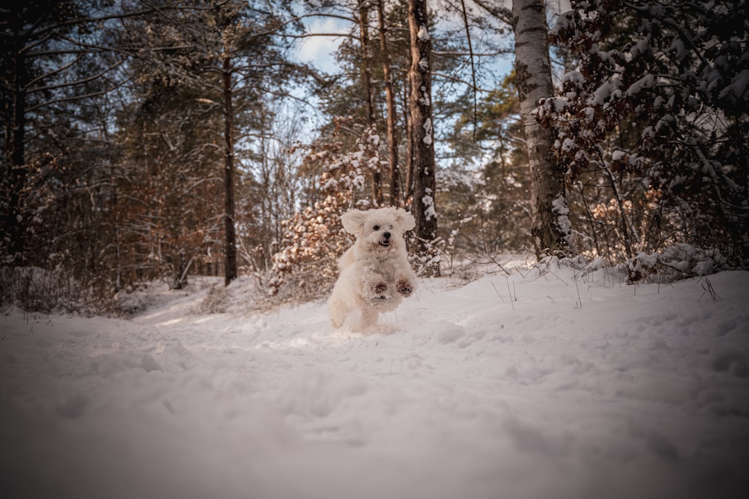 white long coat dog on snow covered ground