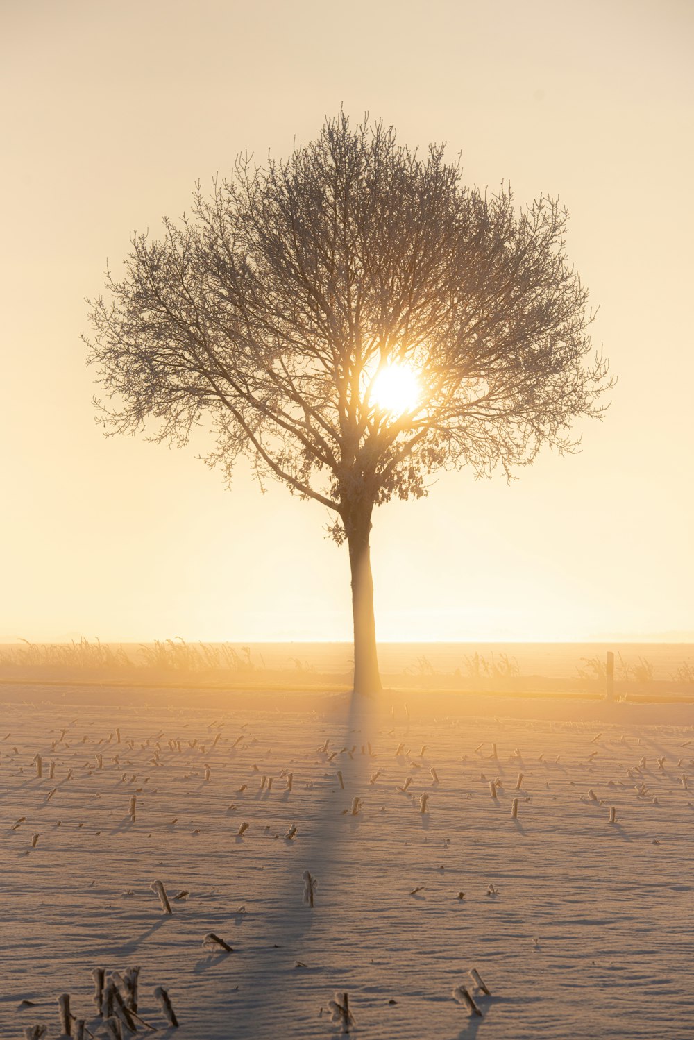 leafless tree on gray sand during daytime