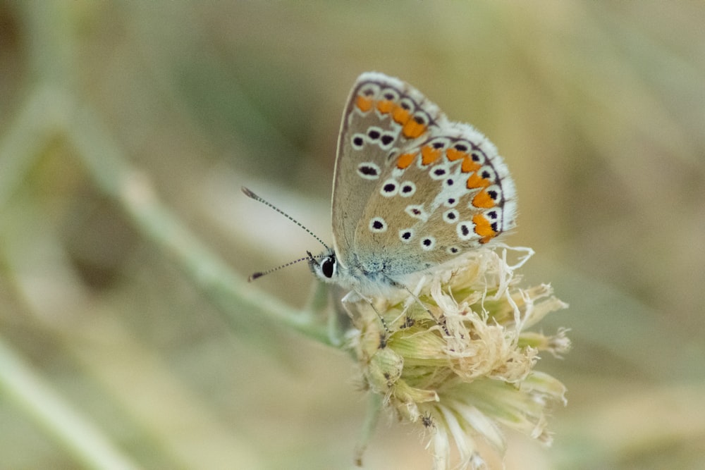 brown and white butterfly perched on yellow flower in close up photography during daytime