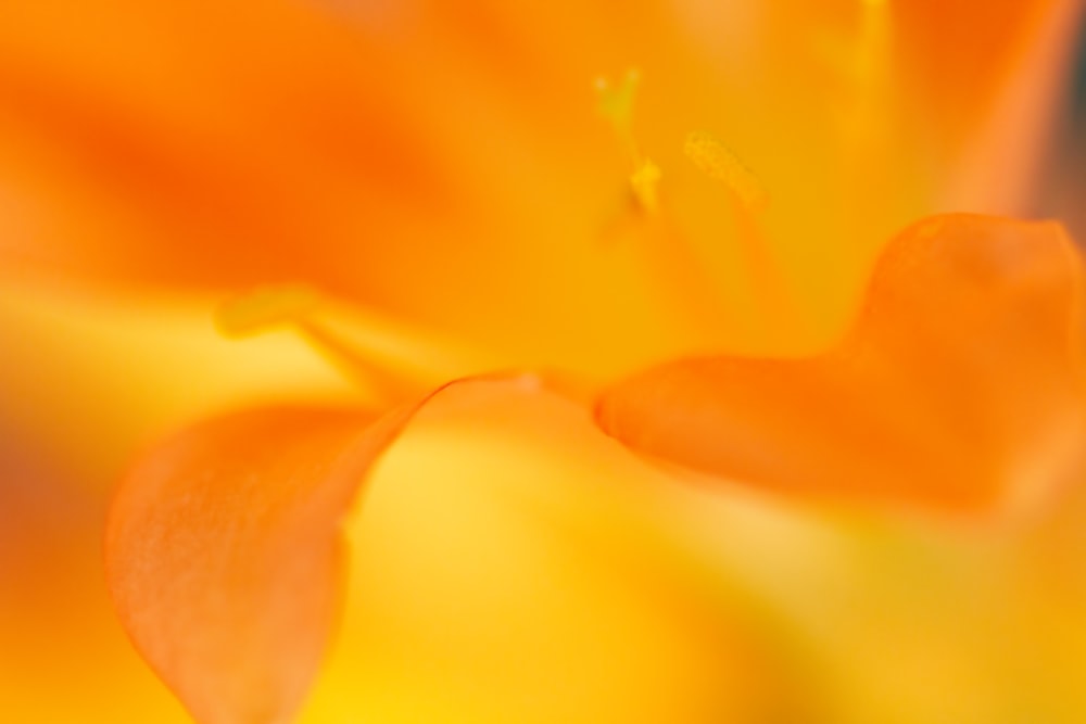 yellow and red flower in macro shot