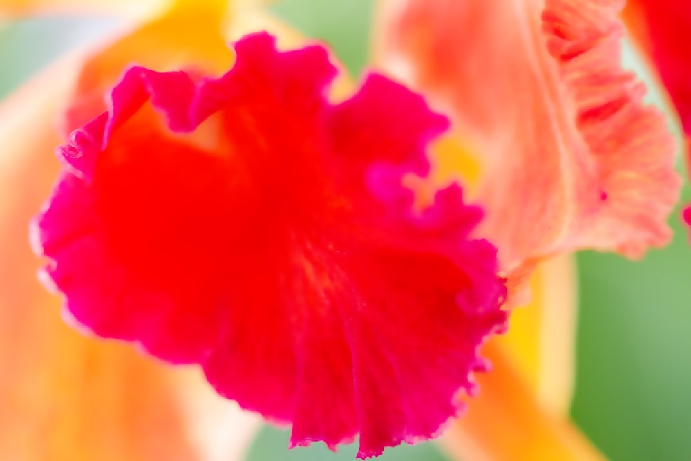 flor vermelha e amarela na fotografia de perto