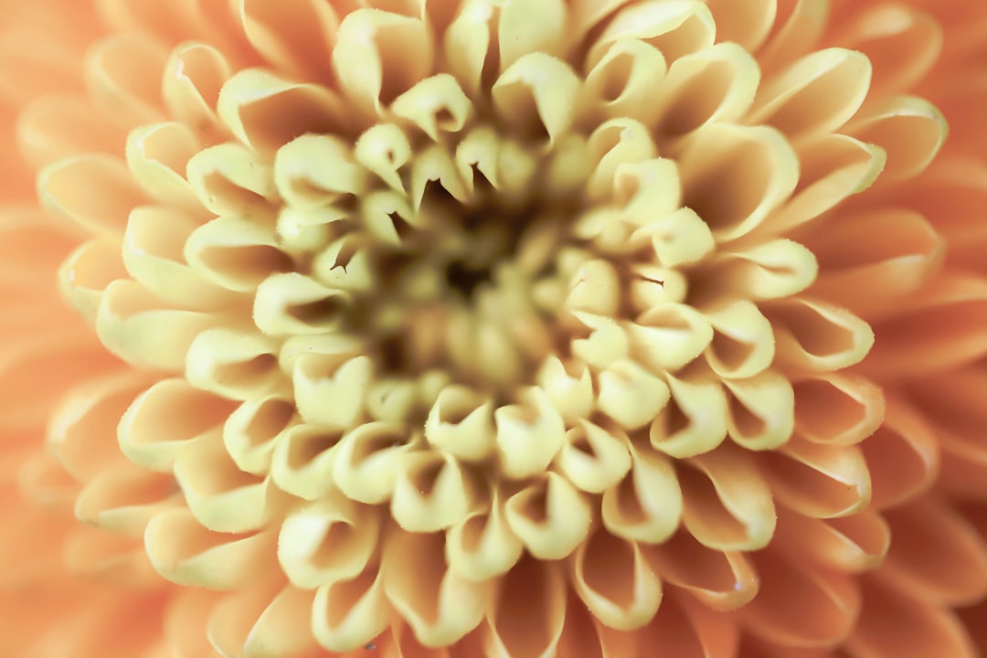 orange and yellow flower in macro photography