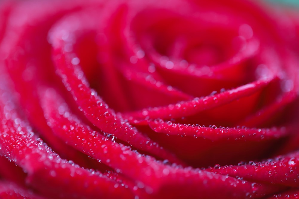 macro photography of red rose