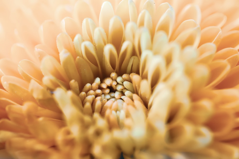 yellow flower in macro lens photography