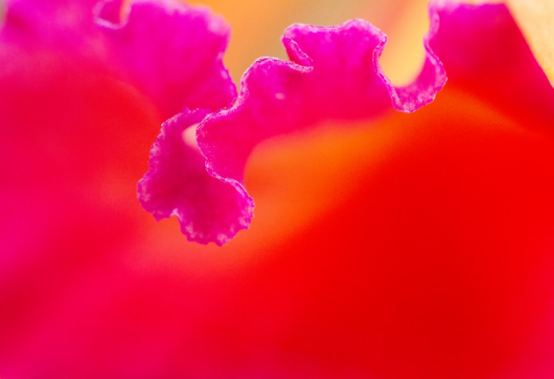 pink smoke in macro lens