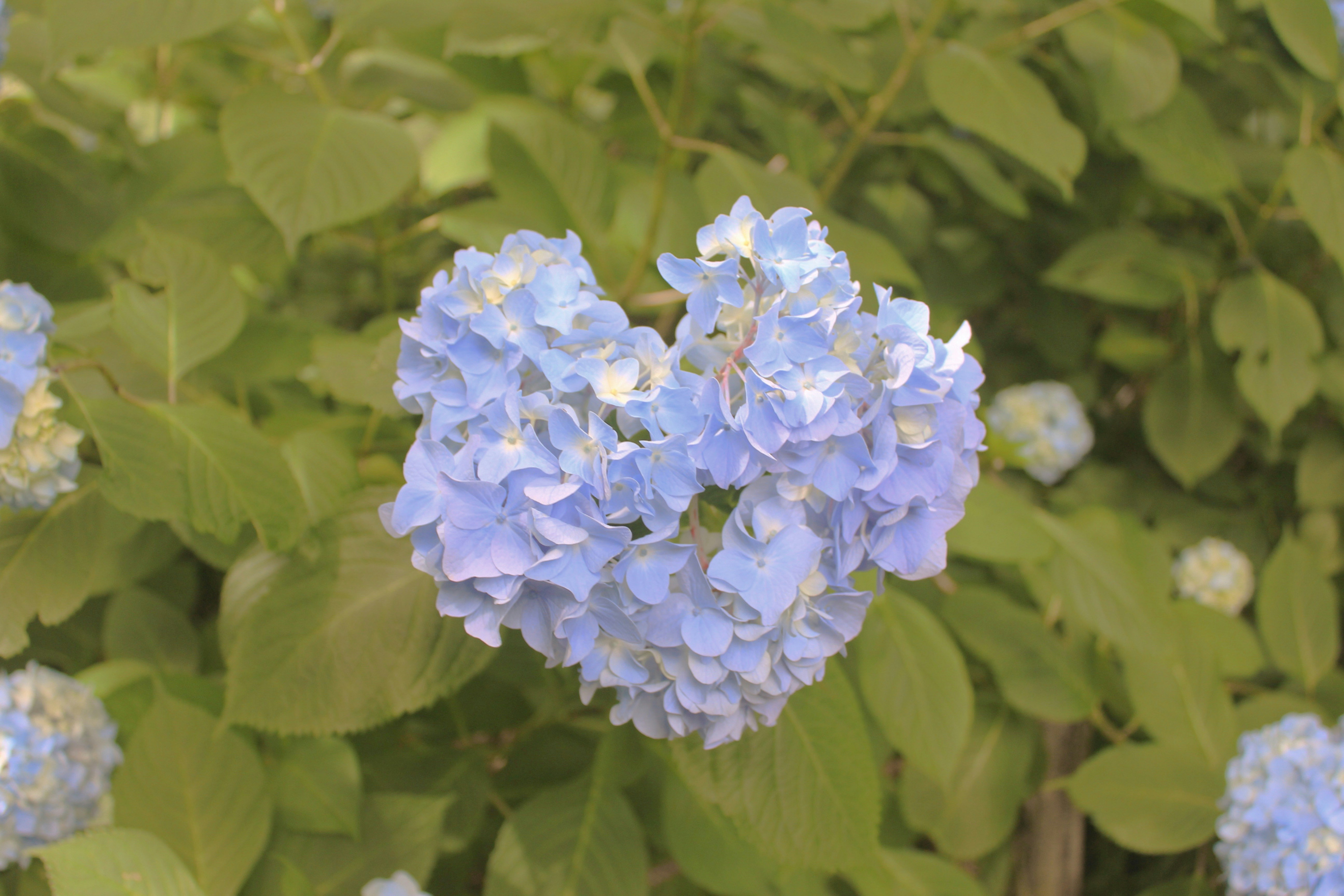 Blue Mountain Greetings: Heartfelt Wishes for Loved Ones