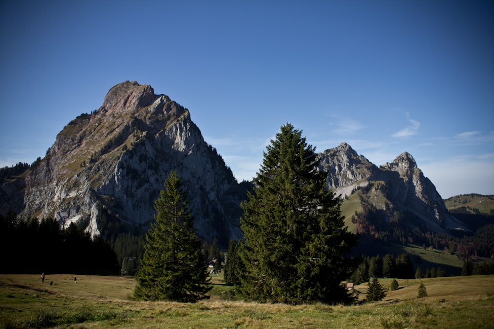 green pine trees near mountain under blue sky during daytime