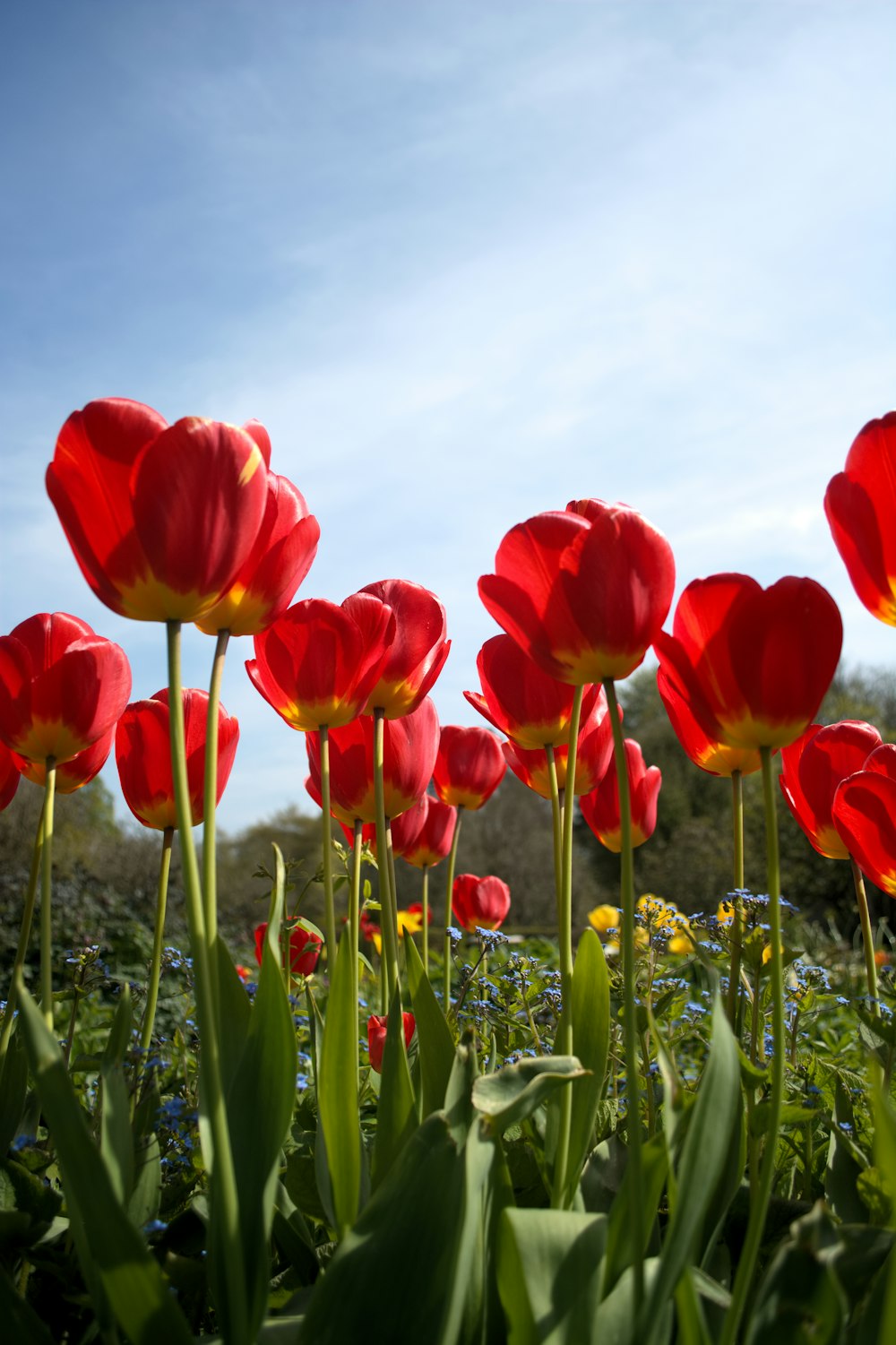 red tulips in bloom during daytime