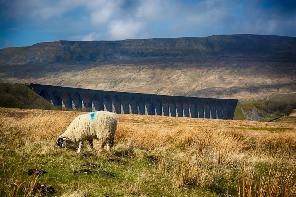 white sheep on brown grass field during daytime