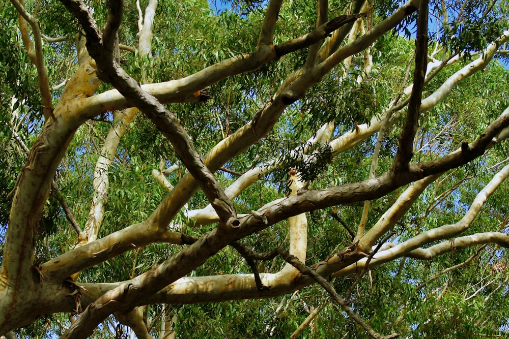 low angle photography of green tree under blue sky during daytime