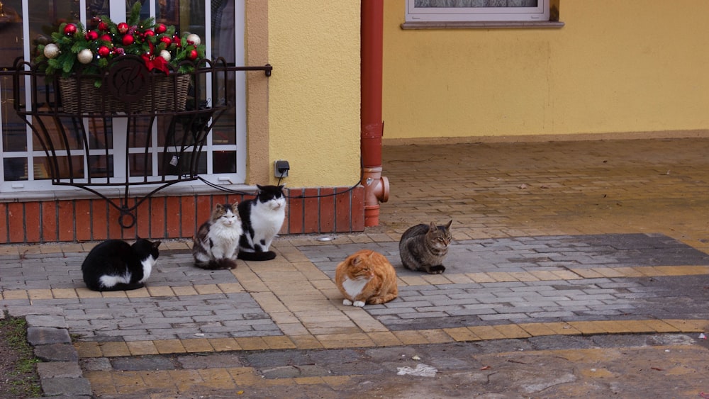 orange tabby cat and black and white cat on brown wooden floor