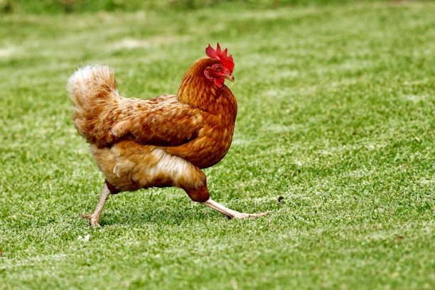 brown chicken on green grass field during daytime