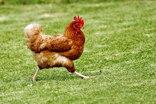 Poulettes démarrées