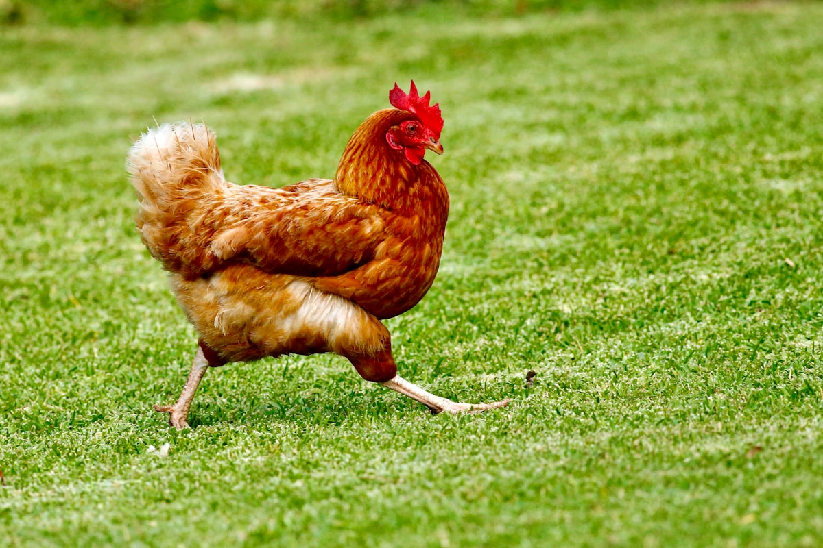296 pollos de engorda