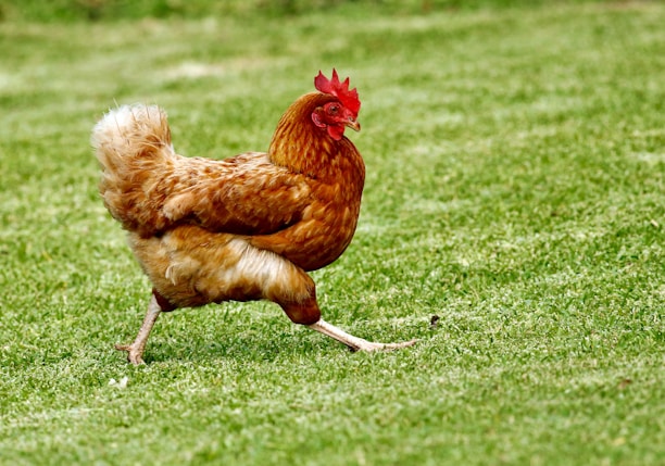 brown chicken on green grass field during daytime