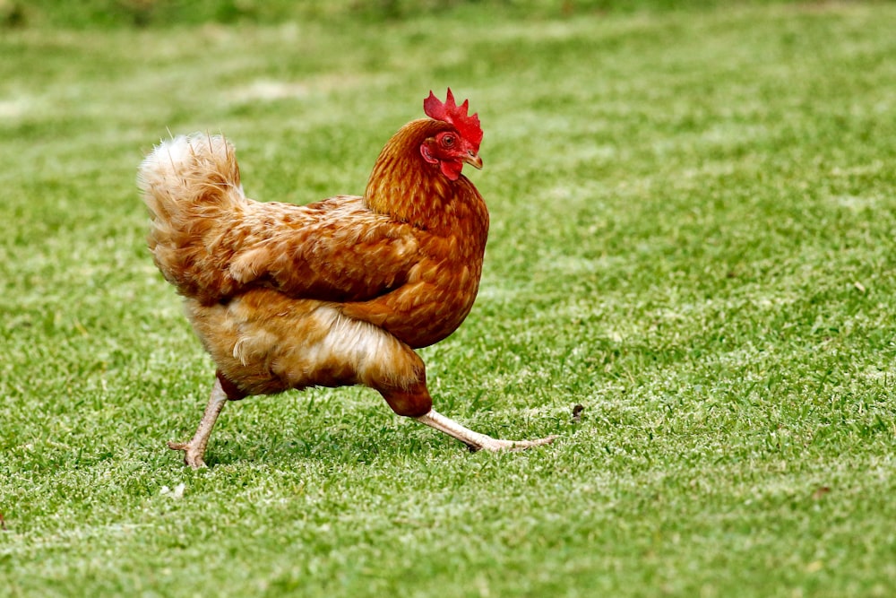 Braunes Huhn auf grünem Grasfeld tagsüber