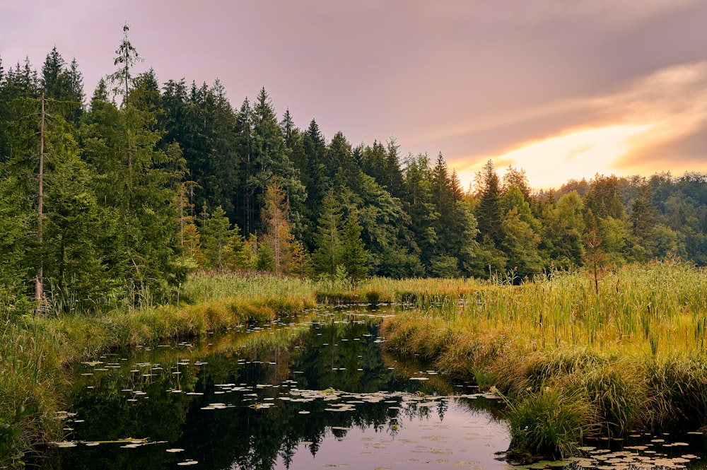 green trees beside river during daytime