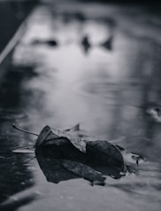 grayscale photo of dried leaf on water