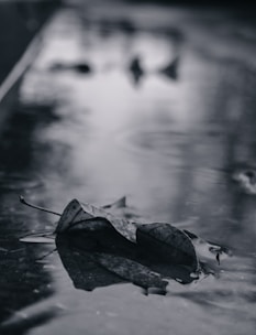 grayscale photo of dried leaf on water
