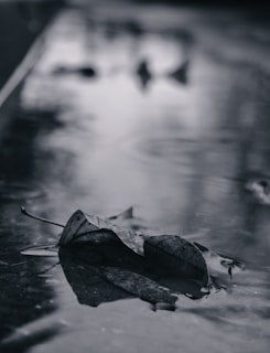 grayscale photo of dried leaf on water