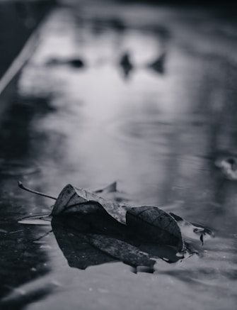 grayscale photo of dried leaf on water