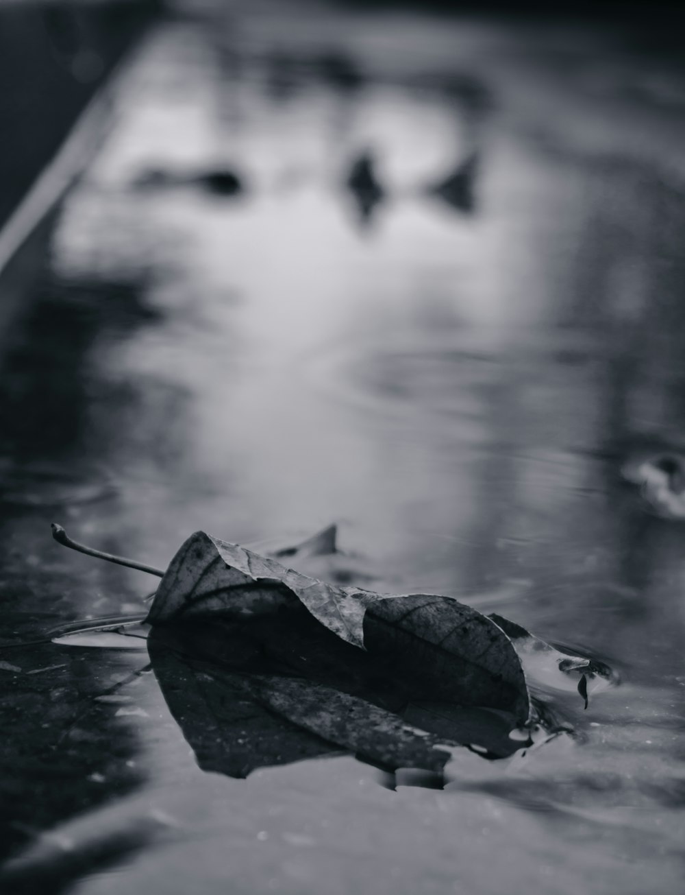 grayscale photo of dried leaf on water