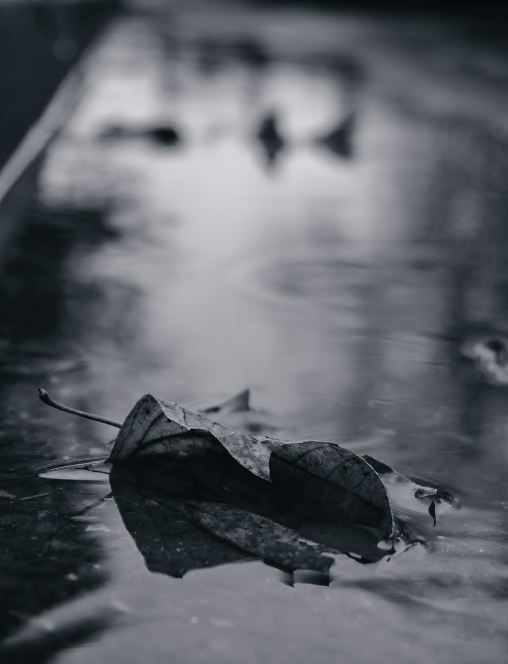 Photo en niveaux de gris d’une feuille séchée sur l’eau