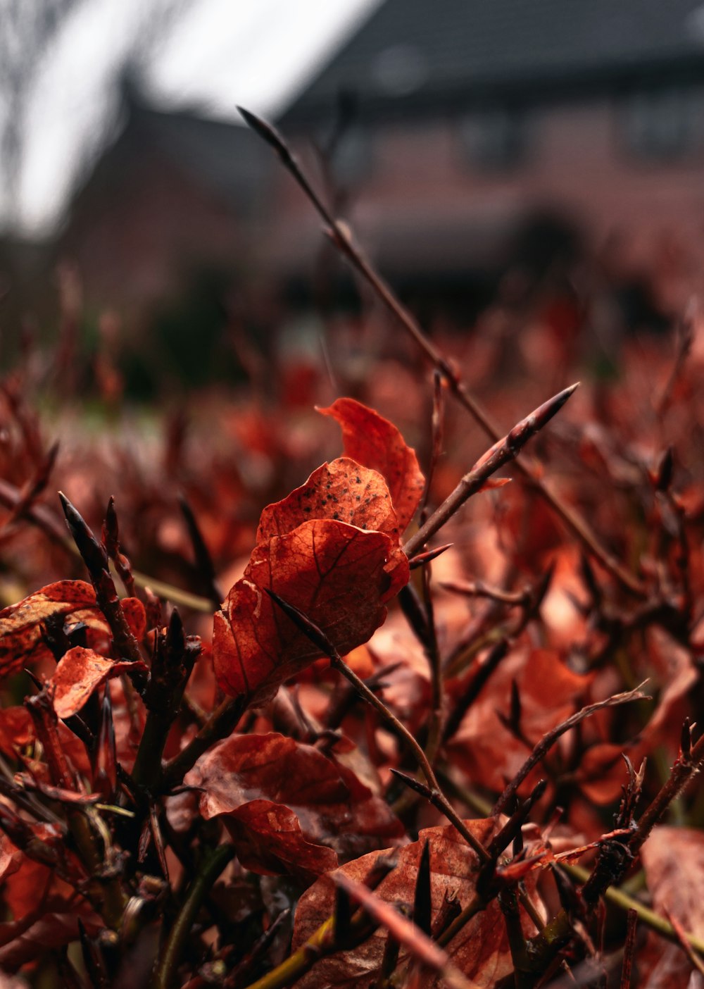 red and brown maple leaf