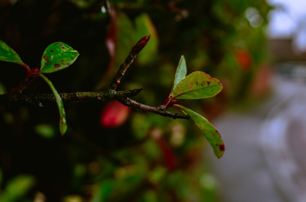 red fruit with green leaves in tilt shift lens