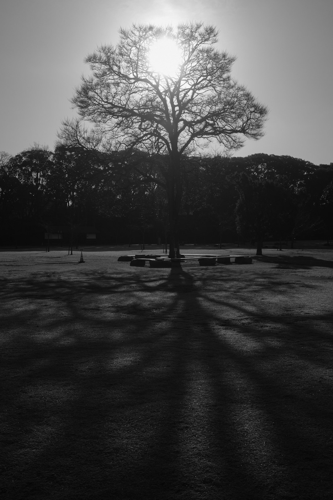 grayscale photo of trees on park
