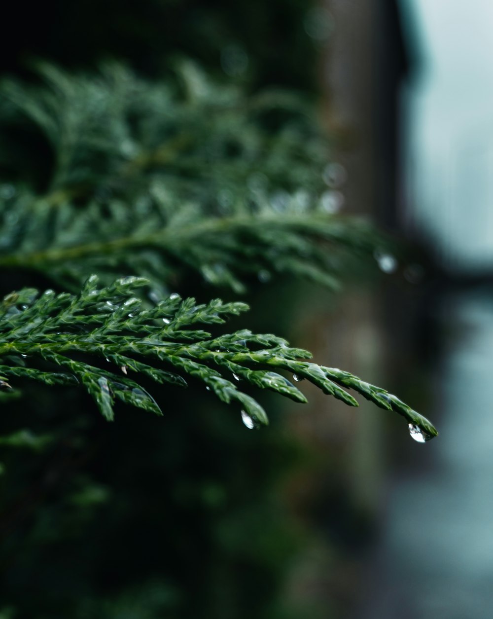 plante à feuilles vertes en photographie en gros plan