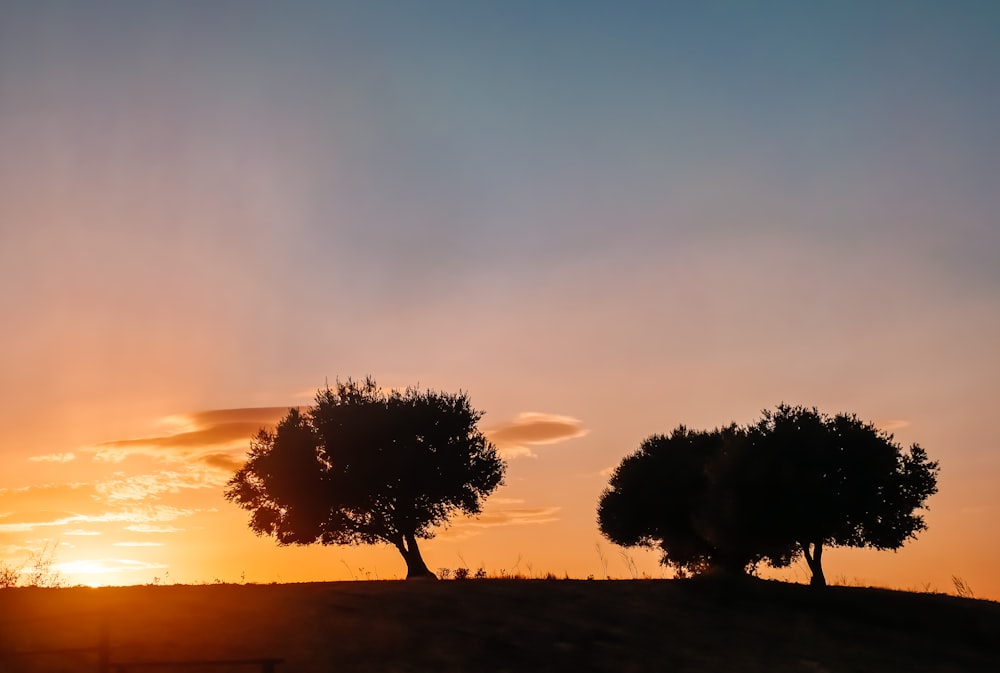 silhouette of tree during sunset