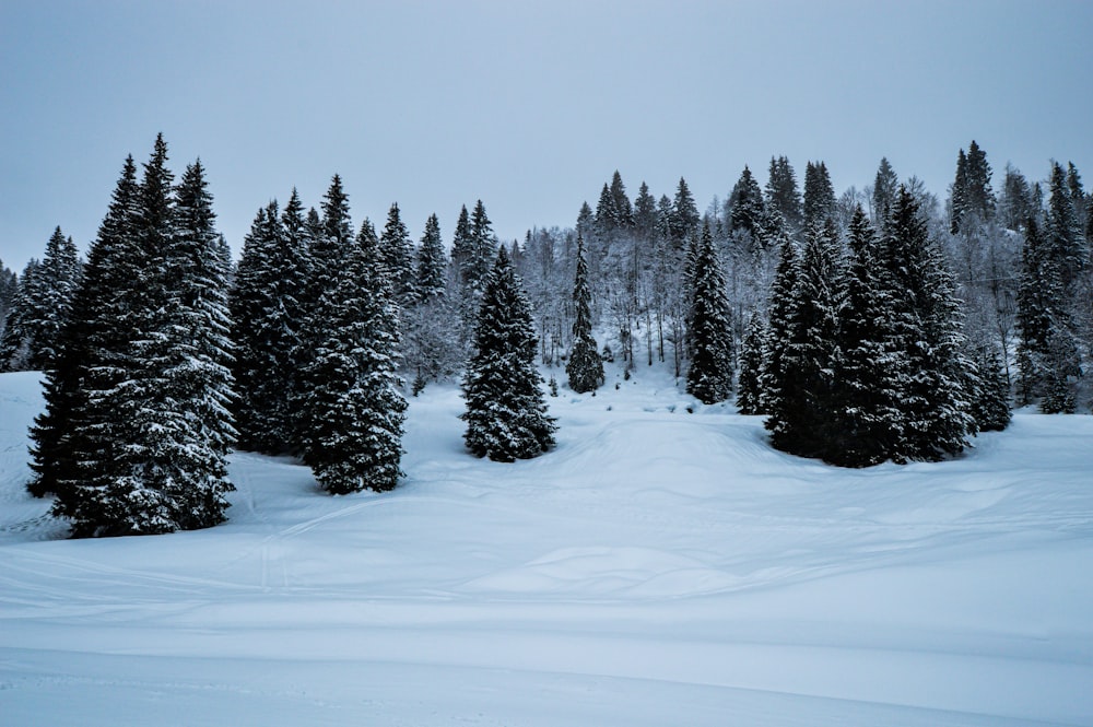 green pine trees covered with snow