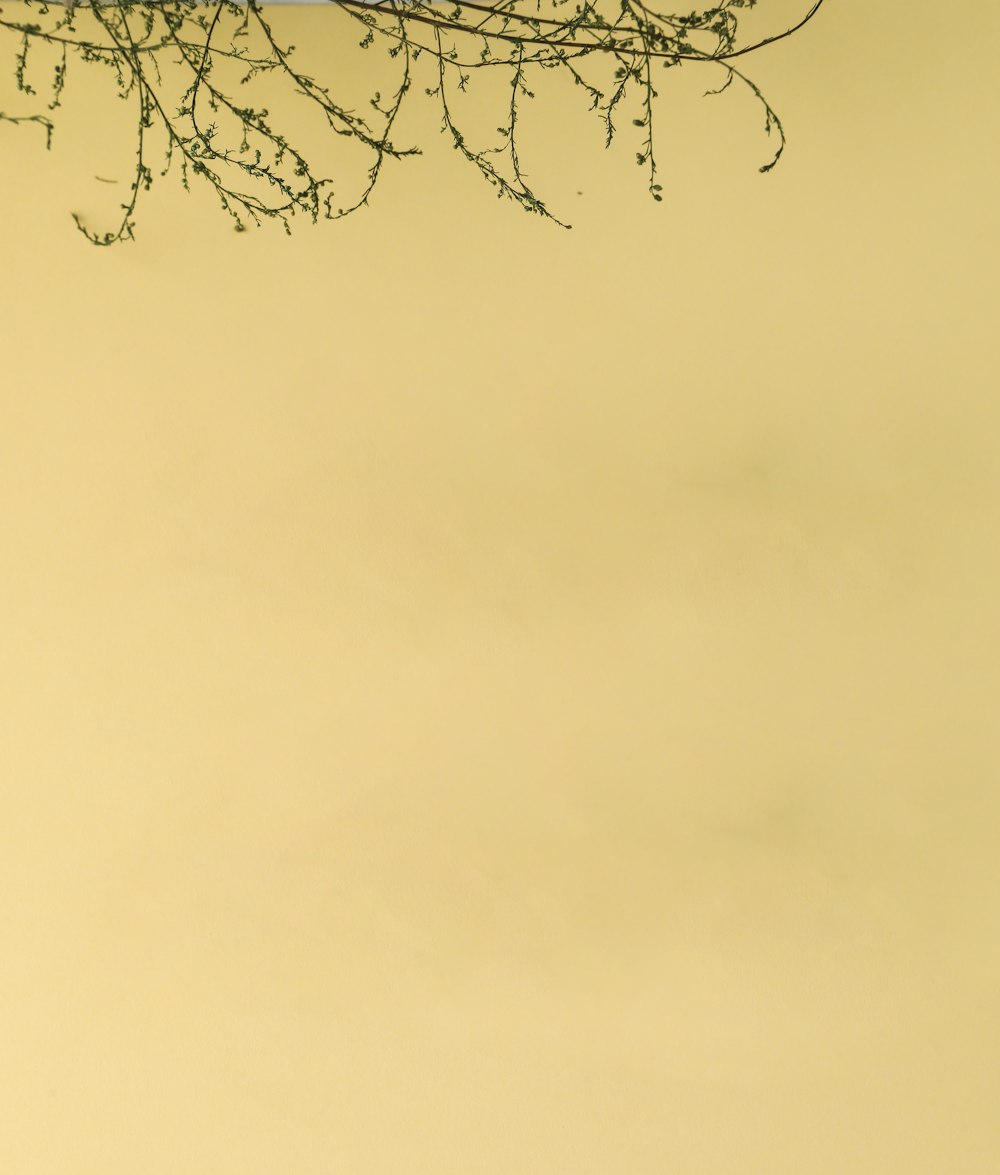 leafless tree under gray sky