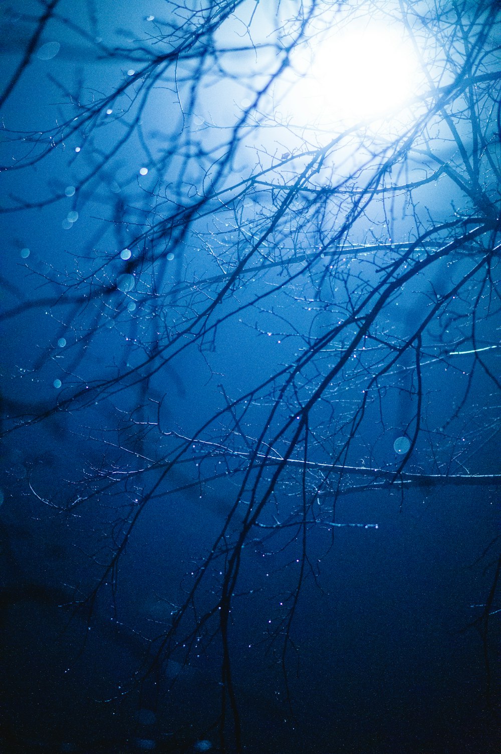 water droplets on bare tree