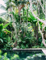 green and brown coconut tree