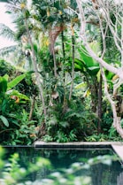 green and brown coconut tree