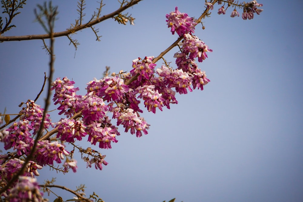 pink and white flower under blue sky during daytime