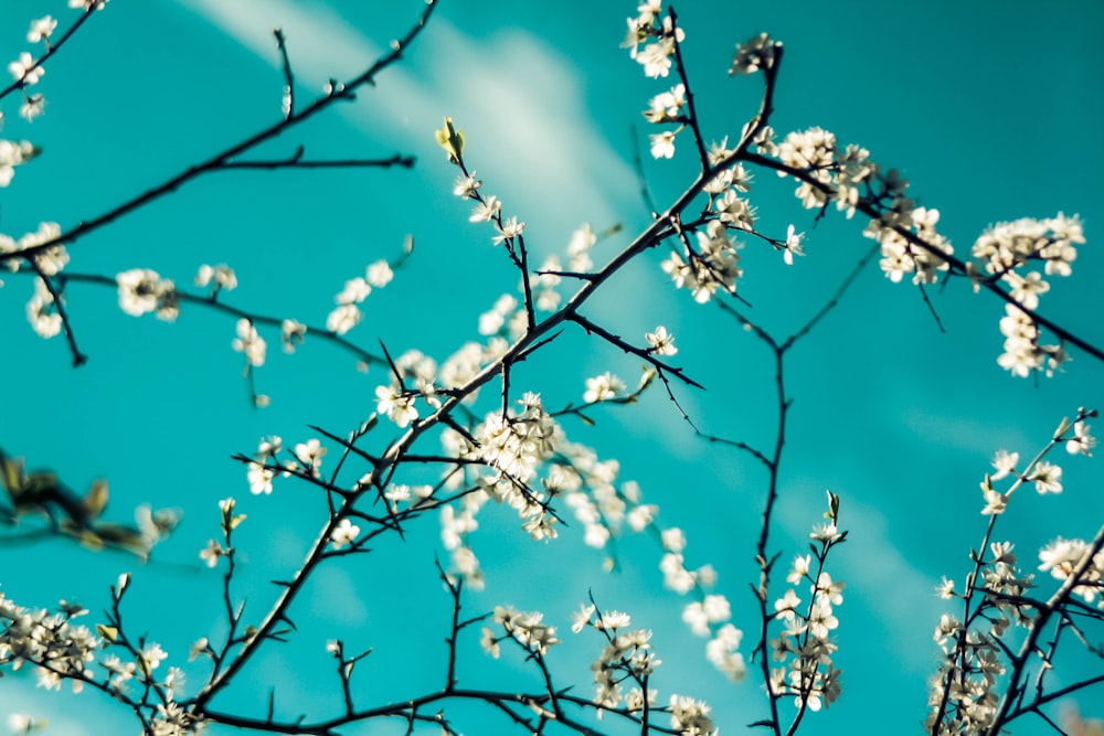 white cherry blossom in close up photography