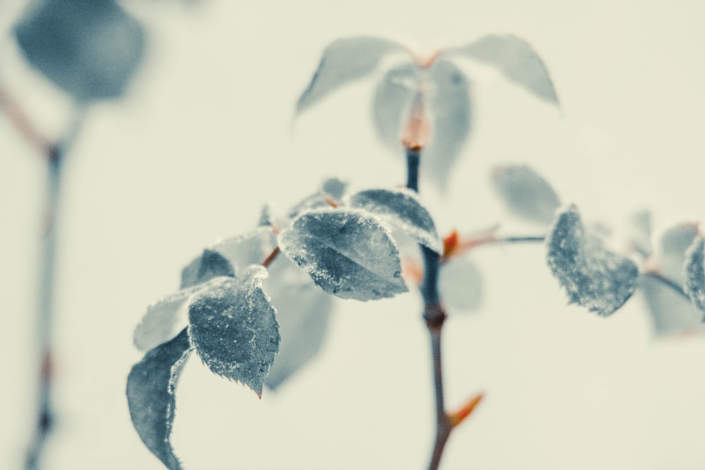 green leaf covered with snow