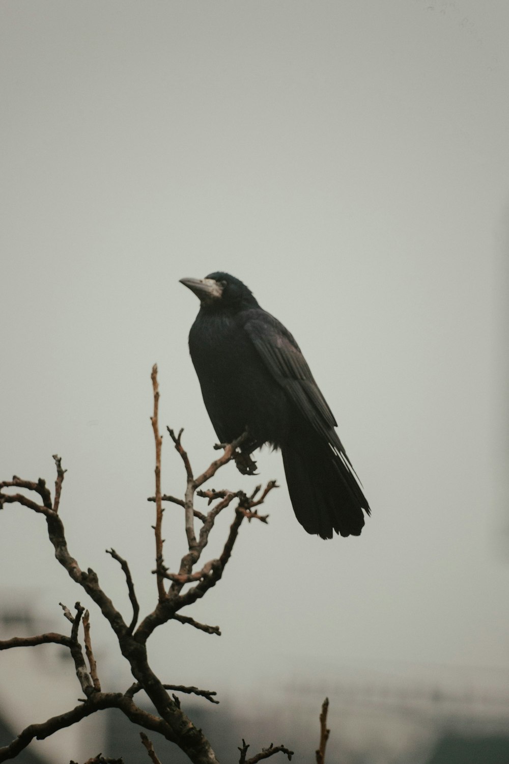 black bird perched on brown tree branch