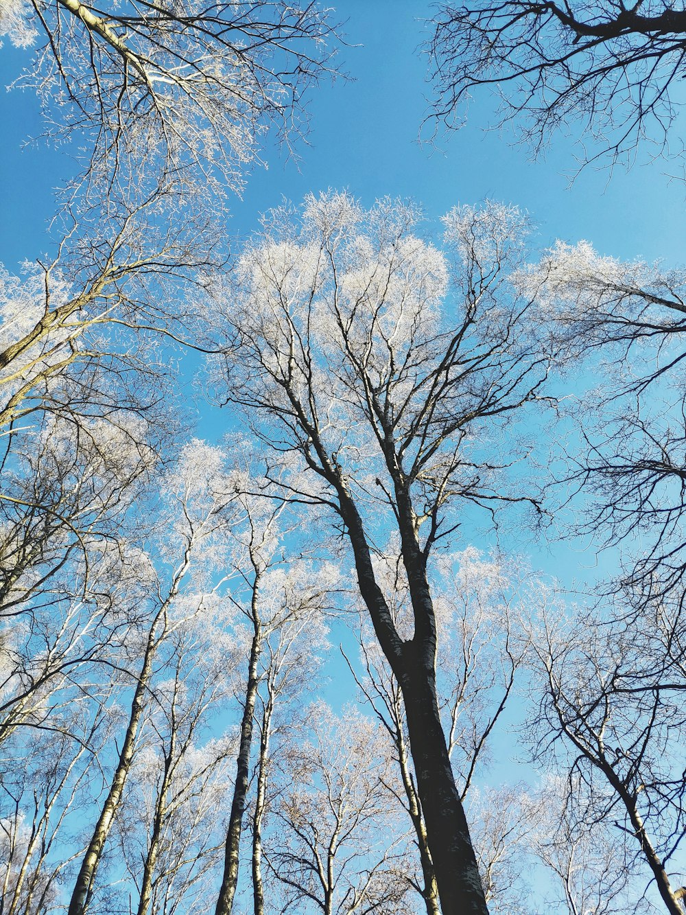 brown trees under blue sky during daytime