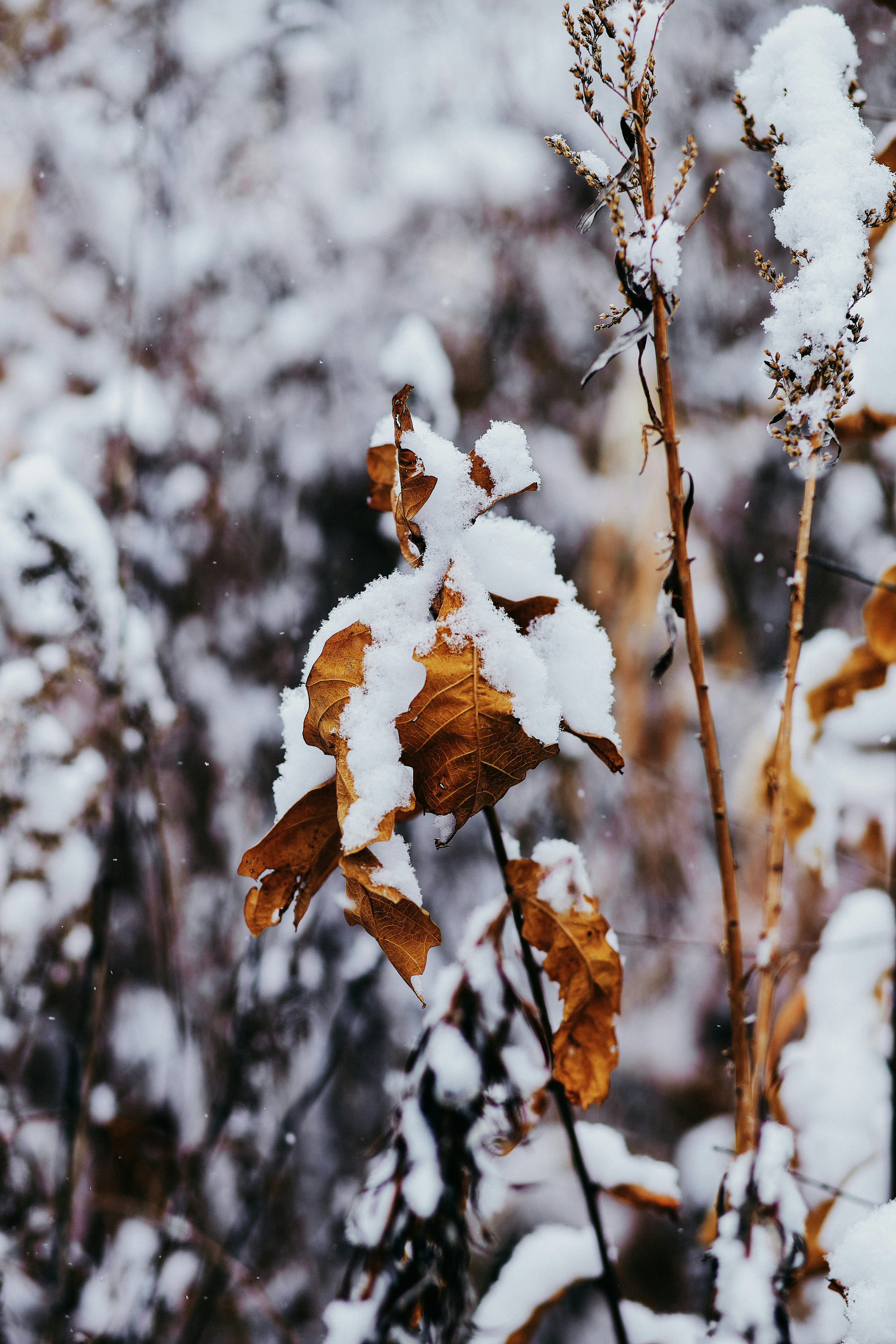 brown leaves on snow covered ground