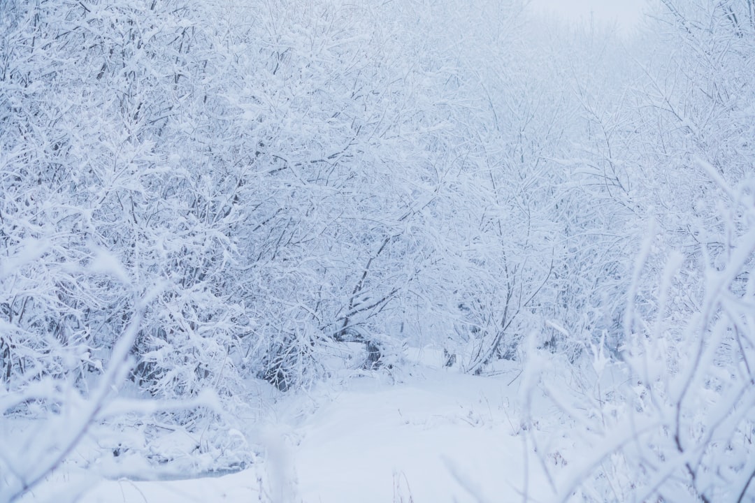 trees covered with snow during daytime