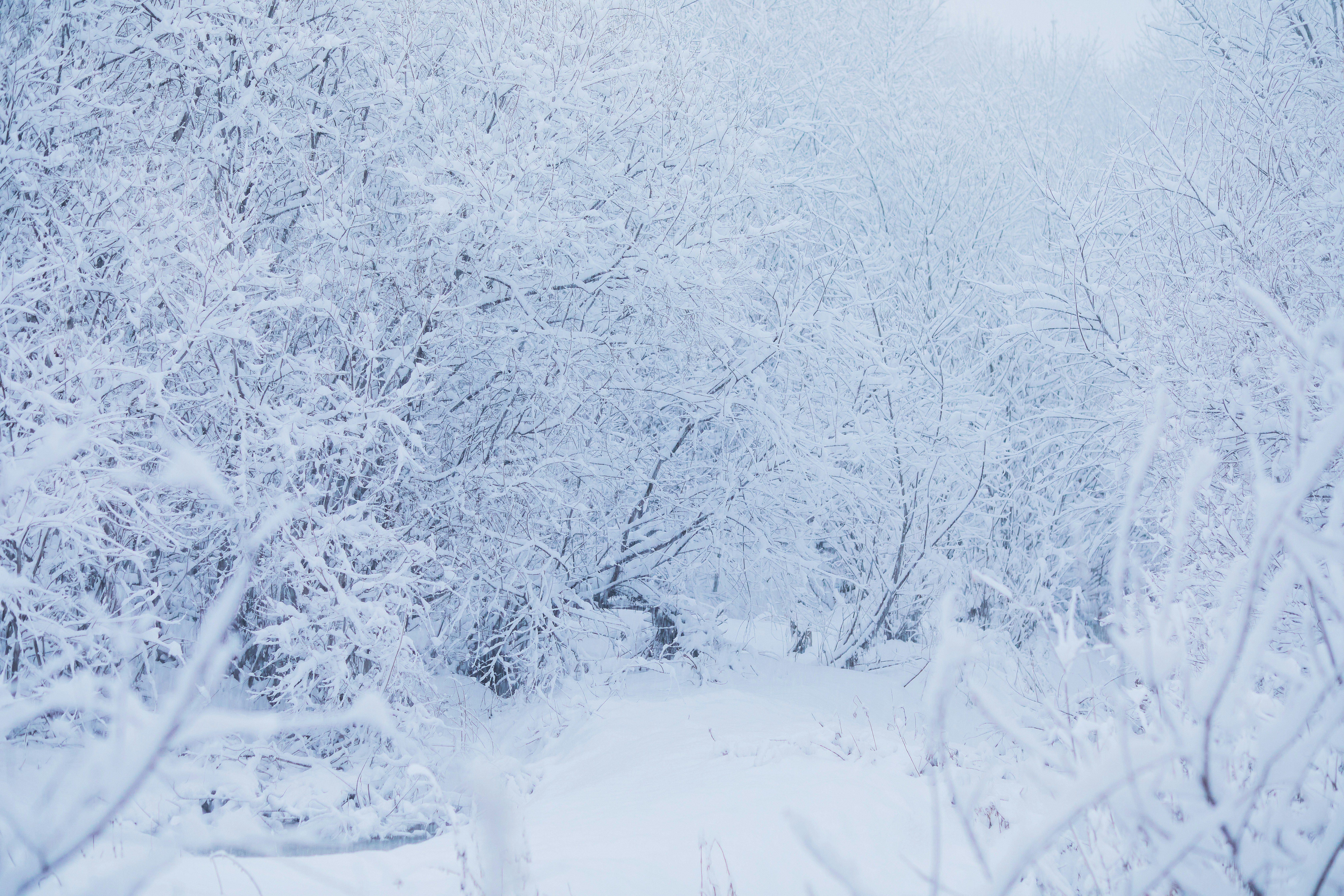 trees covered with snow during daytime