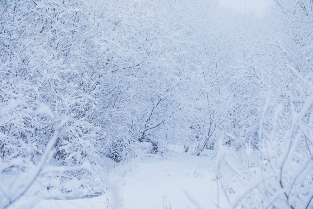 arbres recouverts de neige pendant la journée