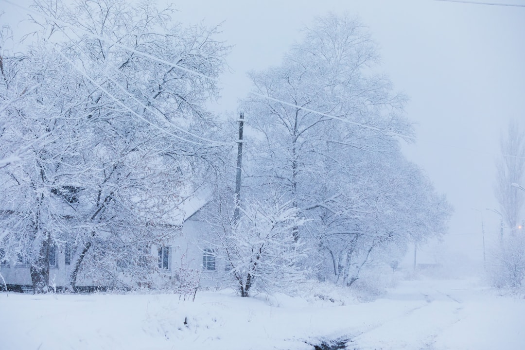 snow covered trees during daytime